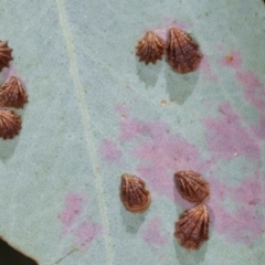 Spondyliaspis plicatuloides (Shell Lerps) at Belconnen, ACT - 12 Jan 2021 by kasiaaus