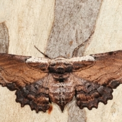 Pholodes sinistraria (Sinister or Frilled Bark Moth) at Lake Ginninderra - 12 Jan 2021 by kasiaaus