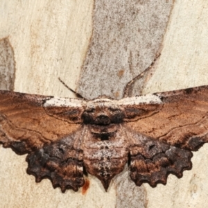 Pholodes sinistraria at Belconnen, ACT - 13 Jan 2021