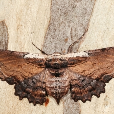 Pholodes sinistraria (Sinister or Frilled Bark Moth) at Lake Ginninderra - 12 Jan 2021 by kasiaaus