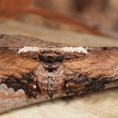 Pholodes sinistraria at Belconnen, ACT - 13 Jan 2021