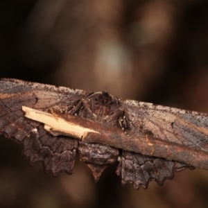 Pholodes sinistraria at Belconnen, ACT - 13 Jan 2021