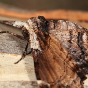 Pholodes sinistraria at Belconnen, ACT - 13 Jan 2021