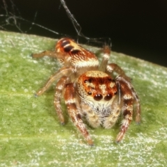 Opisthoncus sp. (genus) (Unidentified Opisthoncus jumping spider) at Lake Ginninderra - 12 Jan 2021 by kasiaaus