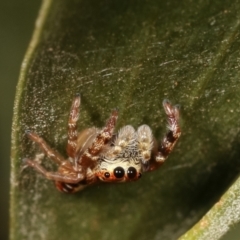 Opisthoncus sexmaculatus at Belconnen, ACT - 13 Jan 2021