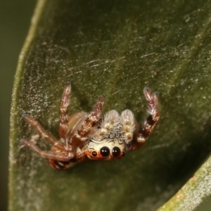 Opisthoncus sexmaculatus at Belconnen, ACT - 13 Jan 2021