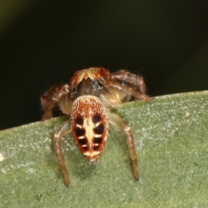 Opisthoncus sexmaculatus at Belconnen, ACT - 13 Jan 2021