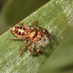 Opisthoncus sexmaculatus at Belconnen, ACT - 13 Jan 2021