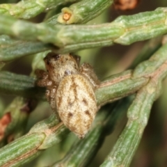 Opisthoncus sp. (genus) at Belconnen, ACT - 13 Jan 2021 by kasiaaus