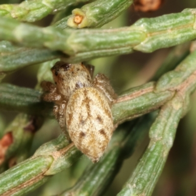 Opisthoncus sp. (genus) at Belconnen, ACT - 13 Jan 2021 by kasiaaus