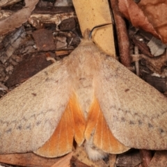 Entometa apicalis (Gum Snout Moth) at Melba, ACT - 14 Jan 2021 by kasiaaus