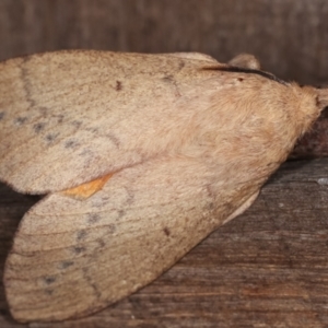 Entometa apicalis at Melba, ACT - 14 Jan 2021