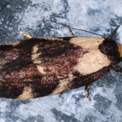 Palimmeces leucopelta (A concealer moth) at Melba, ACT - 14 Jan 2021 by kasiaaus