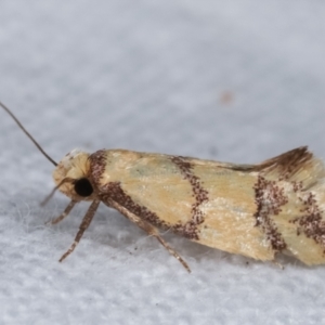 Psaroxantha calligenes at Melba, ACT - 14 Jan 2021 10:32 PM