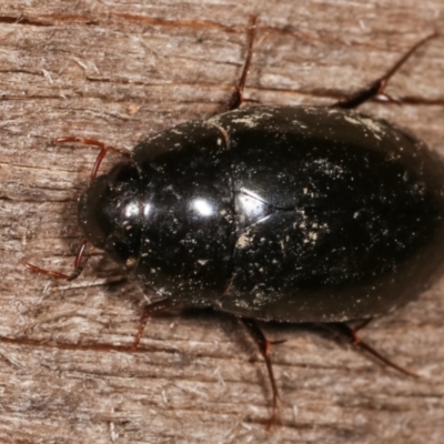 Hydrophilidae (family) (Unidentified water scavenger beetle) at Melba, ACT - 14 Jan 2021 by kasiaaus