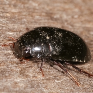 Hydrophilidae (family) at Melba, ACT - 14 Jan 2021 10:26 PM