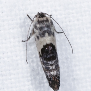 Eupselia carpocapsella at Melba, ACT - 14 Jan 2021