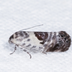 Eupselia carpocapsella at Melba, ACT - 14 Jan 2021