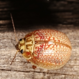 Paropsisterna decolorata at Melba, ACT - 14 Jan 2021 10:36 PM