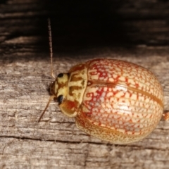 Paropsisterna decolorata at Melba, ACT - 14 Jan 2021