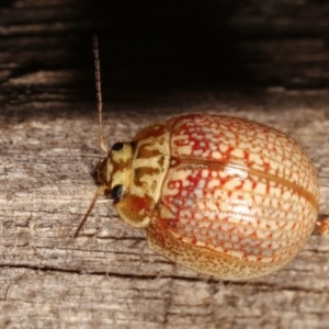 Paropsisterna decolorata at Melba, ACT - 14 Jan 2021