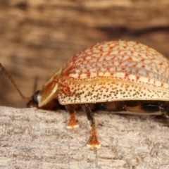 Paropsisterna decolorata at Melba, ACT - 14 Jan 2021