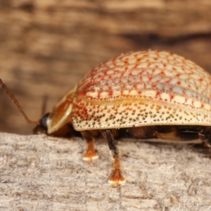 Paropsisterna decolorata at Melba, ACT - 14 Jan 2021 10:36 PM