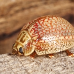 Paropsisterna decolorata at Melba, ACT - 14 Jan 2021 10:36 PM