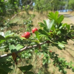 Crataegus monogyna (Hawthorn) at Lake Ginninderra - 23 Jan 2021 by Christine