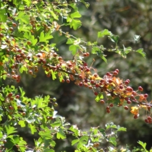 Crataegus monogyna at Belconnen, ACT - 23 Jan 2021 11:15 AM