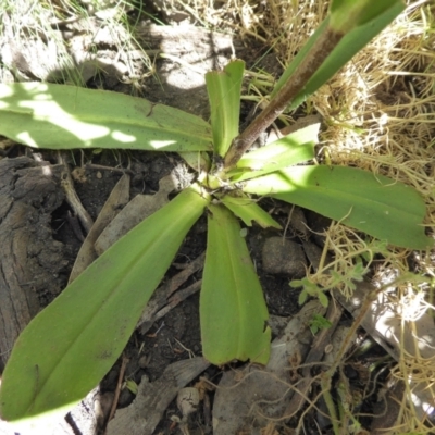 Podolepis hieracioides (Long Podolepis) at Bolaro, NSW - 11 Jan 2021 by DavidMcKay