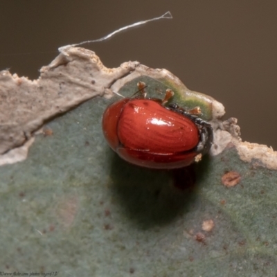 Ditropidus sp. (genus) (Leaf beetle) at Holt, ACT - 21 Jan 2021 by Roger