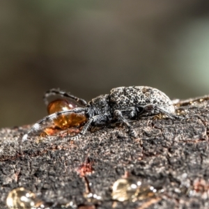 Ancita australis at Holt, ACT - 21 Jan 2021 10:13 AM