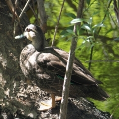 Anas superciliosa (Pacific Black Duck) at East Albury, NSW - 21 Jan 2021 by PaulF