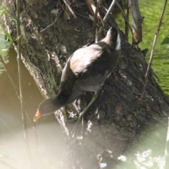 Gallinula tenebrosa (Dusky Moorhen) at East Albury, NSW - 20 Jan 2021 by PaulF