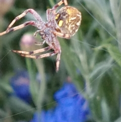 Salsa fuliginata (Sooty Orb-weaver) at Majors Creek, NSW - 23 Jan 2021 by LyndalT