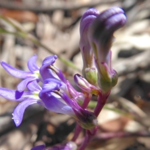 Lobelia gibbosa at Bolaro, NSW - 21 Jan 2021