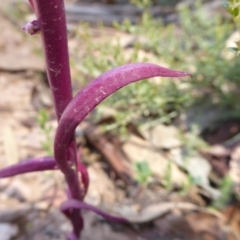 Lobelia gibbosa at Bolaro, NSW - 21 Jan 2021