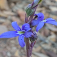 Lobelia gibbosa at Bolaro, NSW - 21 Jan 2021 05:29 PM