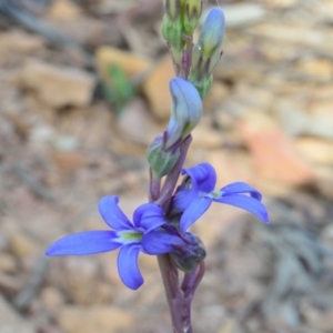 Lobelia gibbosa at Bolaro, NSW - 21 Jan 2021