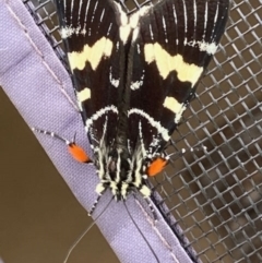 Phalaenoides glycinae (Grapevine Moth) at Theodore, ACT - 23 Jan 2021 by Cardy