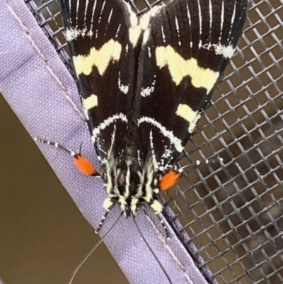 Phalaenoides glycinae (Grapevine Moth) at Theodore, ACT - 23 Jan 2021 by Cardy