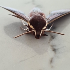 Hippotion scrofa (Coprosma Hawk Moth) at Molonglo Valley, ACT - 24 Jan 2021 by AaronClausen