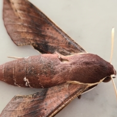 Hippotion scrofa at Molonglo Valley, ACT - 24 Jan 2021 03:35 PM