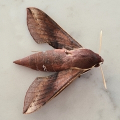 Hippotion scrofa at Molonglo Valley, ACT - 24 Jan 2021