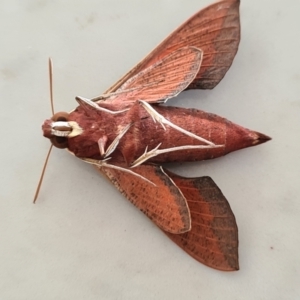 Hippotion scrofa at Molonglo Valley, ACT - 24 Jan 2021