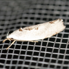 Tymbophora peltastis (A Xyloryctid moth (Xyloryctidae)) at O'Connor, ACT - 20 Jan 2021 by ibaird