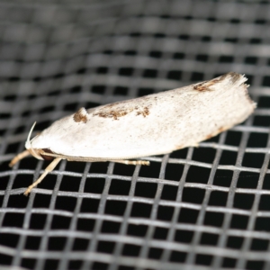 Tymbophora peltastis at O'Connor, ACT - 20 Jan 2021