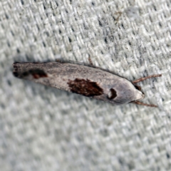 Tymbophora peltastis at O'Connor, ACT - 20 Jan 2021