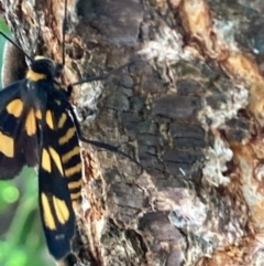 Amata (genus) (Handmaiden Moth) at Theodore, ACT - 24 Jan 2021 by Cardy